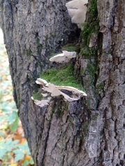 Rigidoporus populinus