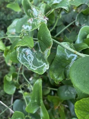 Liriomyza schmidti