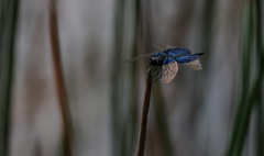 Rhyothemis triangularis