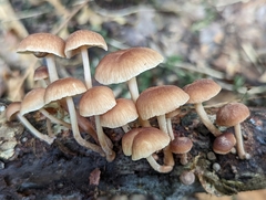 Collybiopsis dichroa