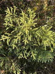Picea mariana