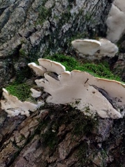 Rigidoporus populinus