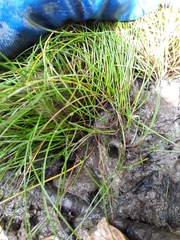 Isolepis cernua cernua