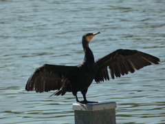 Phalacrocorax carbo