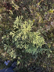 Picea mariana