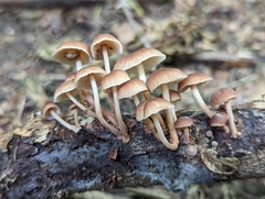 Collybiopsis dichroa