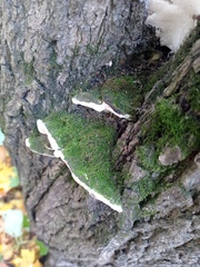 Rigidoporus populinus