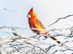 Cardinalis phoeniceus