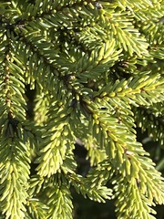 Picea mariana