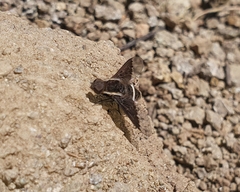 Hemipenthes differens