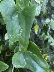 Liriomyza schmidti