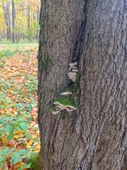 Rigidoporus populinus