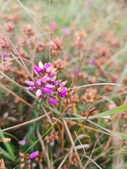 Erica tetralix