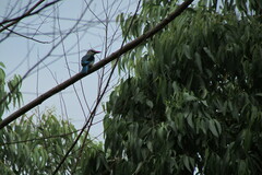 Halcyon senegalensis