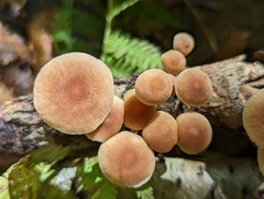 Collybiopsis dichroa