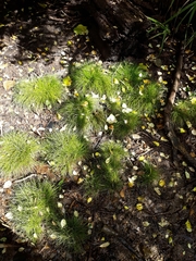 Isolepis cernua cernua