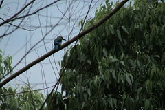 Halcyon senegalensis