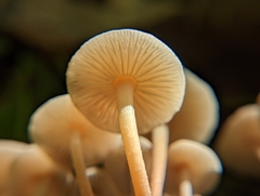 Collybiopsis dichroa