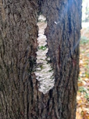 Rigidoporus populinus