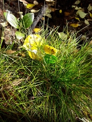 Isolepis cernua cernua