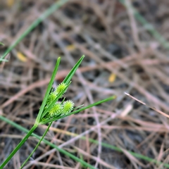 Cyperus ovatus