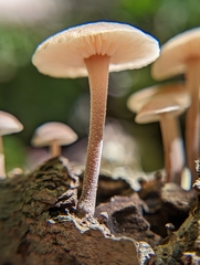 Collybiopsis dichroa