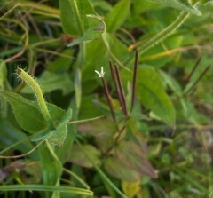Epilobium anagallidifolium