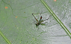 Eumastacidae