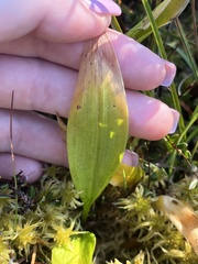 Maianthemum trifolium