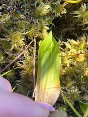 Maianthemum trifolium