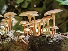 Collybiopsis dichroa