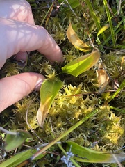 Maianthemum trifolium
