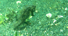 Hippocampus kuda