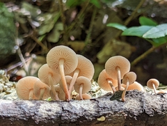 Collybiopsis dichroa