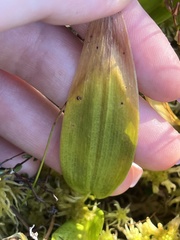 Maianthemum trifolium
