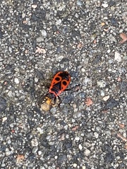 Pyrrhocoris apterus