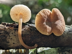 Collybiopsis dichroa