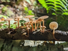 Collybiopsis dichroa