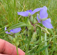 Tradescantia