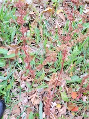 Rumex stenophyllus