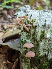 Collybiopsis dichroa