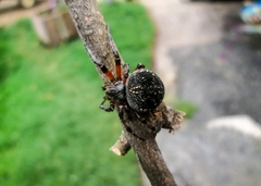 Araneus granadensis