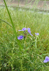 Tradescantia