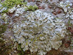 Phaeophyscia limbata