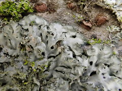 Phaeophyscia limbata