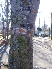 Phaeophyscia limbata