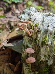 Collybiopsis dichroa