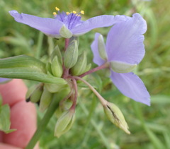 Tradescantia