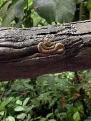 Bothriechis schlegelii