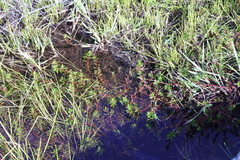 Laurembergia repens